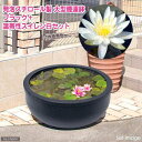 ■同梱不可・中型便手数料(ビオトープ)大型睡蓮鉢・超軽量タイプ ブラック+温帯性睡蓮・白 説明書付 沖縄不可 才数200