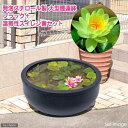 同梱不可・中型便手数料(ビオトープ)大型睡蓮鉢・超軽量タイプ ブラック+温帯性睡蓮・黄 説明書付 沖縄不可 才数200