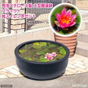 同梱不可・中型便手数料(ビオトープ)大型睡蓮鉢・超軽量タイプブラック+姫スイレン・赤説明書付 沖縄不可才数200