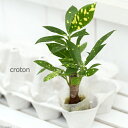 (観葉植物)ミニ観葉 オアシス苗 クロトン アキュビフォーリア 朴(1苗)