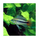 (熱帯魚)アピストグラマsp.リオマモレ レッド(1ペア)