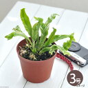 (観葉植物)シダ オオタニワタリ 斑入り 3.5号(1鉢)