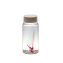 ゆめいろ骨格堂 JEWEL BONE 透明標本 50ml シルバーアロワナ 透明標本 関東当日便