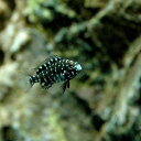 (熱帯魚)トロフェウス・ドゥボイシー(1匹) 北海道航空便要...