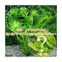 (水草)金魚藻 アナカリス(輸入品)(5本) +おまかせ浮き草3種(1株)