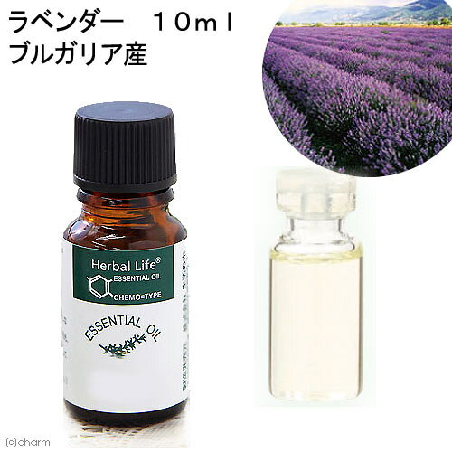 Cラベンダーブルガリア精油　10ml　1本【関東当日便】