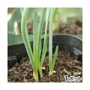(観葉植物)野菜苗 ネギニラ なかみどり 3号(1ポット) 家庭菜園