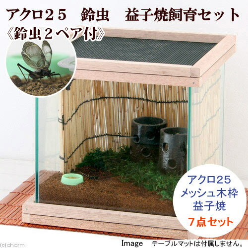 ▲《本州・四国限定》アクロ25　鈴虫　益子焼飼育セット（生体付）●【まとめ割】