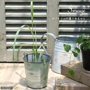 (観葉植物)ハーブ苗 レモングラス 西インド型 3号(1ポット) 家庭菜園