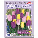 (観葉植物)チューリップ球根 ぴったりちゅうりっぷ 夢色キャンバス 10球詰(1袋)