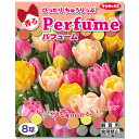 (観葉植物)チューリップ球根 ぴったりちゅうりっぷ パフューム 8球詰(1袋)