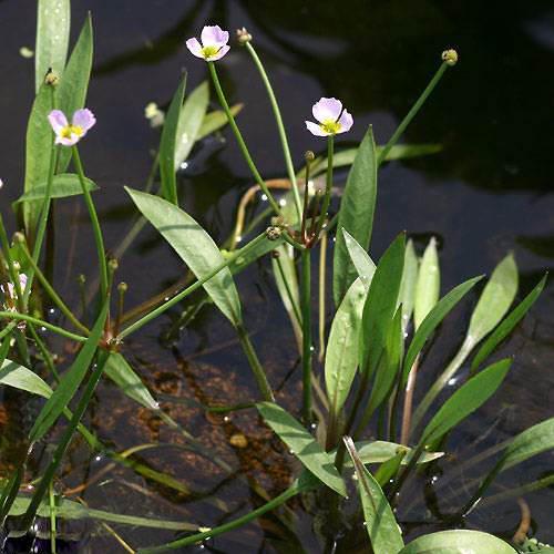 （ビオトープ／水辺植物）バルデリア　ラヌンクロイデス（1株）...:chanet:10028845