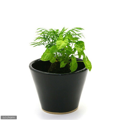 ǤڤޤҡʥϥˡSS ڤб_