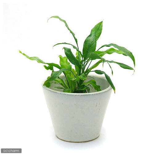 ǤڤޤҡʥϥˡSS ڤб_