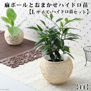 (観葉植物)おまかせハイドロ苗と麻ボールの鉢 白 Lサイズ苗(1セット)