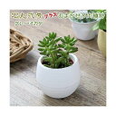 (観葉植物)私のオアシス 石丸弐号ポット&おまかせ多肉 アイボリー(1セット) 説明書付き 北海道冬期発送不可