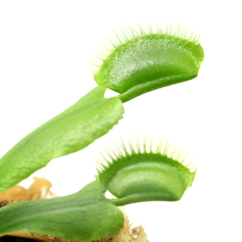 【まとめ割】テラリウム作りにピッタリ！（食虫植物）ハエトリソウ　4cmポット入り（お買い得3ポットセット）