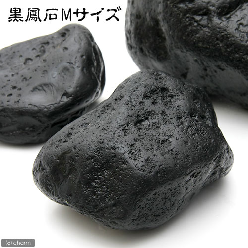 《形状お任せ》黒鳳石　Mサイズ　1個（約8〜12cm）【関東当日便】【HLS_DU】