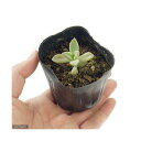 (観葉植物)ペットリーフ グラパラリーフの苗 2.5号(無農薬)(1ポット)リクガメ カメ 餌 おやつ