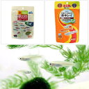 (めだか)白メダカ/白めだか(6匹)キョーリン ちびっこメダカ+メダカプロス 育成セット メダカ えさ 本州四国限定
