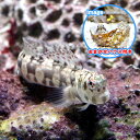 (海水魚)おまかせハウスとカエルウオミックス(1セット) 北海道航空便要保温