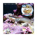 (海水魚)おまかせハウスとツースポットブレニー(1セット)