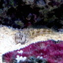 (海水魚)ロウソクギンポとブラックドライスカルロック 小アーチセット 北海道航空便要保温