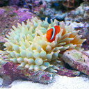 (海水魚 エビ)サンゴイソギンチャク SS-Sサイズ(2匹)+ イソギンチャクモエビ(5匹)