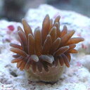 (海水魚 無脊椎)サンゴイソギンチャク SS−Sサイズ(3匹...