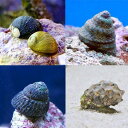 (海水魚 貝 無脊椎)おまかせクリーナースネール(5匹) 北...