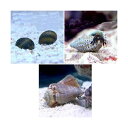 (海水魚)貝・ヤドカリ 30cm水槽用 おすすめクリーナーセット コケ・底砂の掃除(