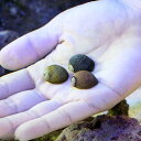 (海水魚 貝 無脊椎)海洋性カノコガイ Mサイズ コケの掃除...