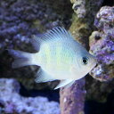 (海水魚)クラカオスズメダイ(5匹) 北海道・九州航空便要保...