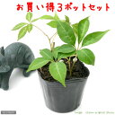 (観葉植物)パーセノシッサス ヘンリーヅタ 3号(3ポット)