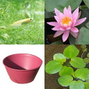 (ビオトープ)(めだか)はじめての睡蓮セット(睡蓮桃+鉢450レッドベリー+ヒメダカ+浮き草他) 1セット 説明書付 本州四国限定
