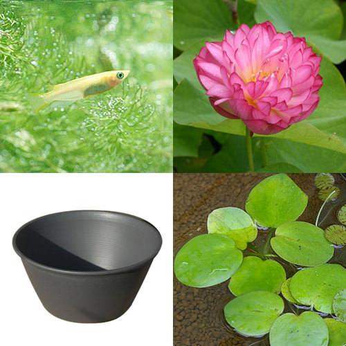 ◆はじめてのハス栽培セット（メダカ付）　茶わんハス＋ライズ（セサミグレー）＋ヒメダカ＋浮き草　他《説明書付き》《沖縄・離島不可》