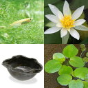 (ビオトープ)(めだか)はじめての睡蓮セット メダカ付き(ヒツジグサ+益子焼 彩 炭化+ヒメダカ+浮き草 他) 説明書付き 本州四国限定