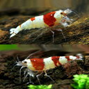 【まとめ割】 ハイグレード個体が大特価!セットでさらにお得!▼赤白バンド・ビーシュリンプお得セット