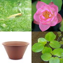(ビオトープ/蓮)はじめてのハス栽培セット 火花+陶鉢440+ヒメダカ+浮き草 他 説明書付 本州・四国限定