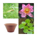(ビオトープ)(めだか)はじめてのハス栽培セット 赤蓮+陶鉢440+ヒメダカ+浮き草 他 説明書付 本州四国限定