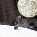 (海水魚)ばくとサンド ミディアム(9L) + スポッテッドガーデンイール(2匹)セット 北海道航空便要保温