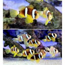 (海水魚)ナミクマノミ ブリード(2匹)+サンゴイソギンチャクMサイズ(1匹)
