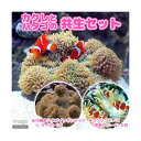 (海水魚)カクレクマノミ(5匹)+沖縄産 ハタゴイソギンチャ...