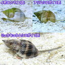 (海水魚 貝 無脊椎)お掃除レンジャーセット・ミニ 底砂とそ...