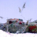 (海水魚 無脊椎)生餌 海洋性イサザアミ(0.3g)...