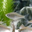 (淡水魚)ニッポンバラタナゴ(12匹)