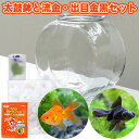 (金魚)おしゃれなガラス製金魚鉢 太鼓鉢(大)+琉金・黒出目金(各1匹)セット 説明書付 本州・四国限定