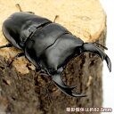 (昆虫)国産オオクワガタ 大阪府能勢町産 成虫 YG血統 2013ギネス個体直仔 オス80mm メス51mm(1ペア)