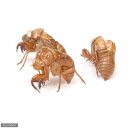 (昆虫)セミの抜け殻(10個)
