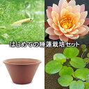 (ビオトープ)(めだか)はじめての睡蓮栽培セット マンカラ ウボン+陶鉢440+ヒメダカ+浮き草他 説明書付 本州・四国限定
